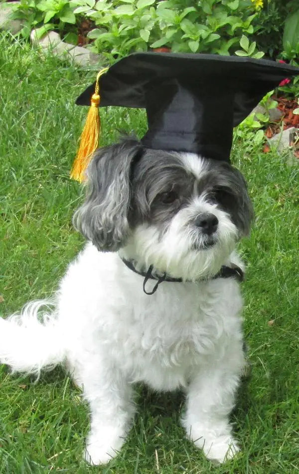 Birrete de Graduación Doctoral Personalizado para Perros con Borla🐶🐾