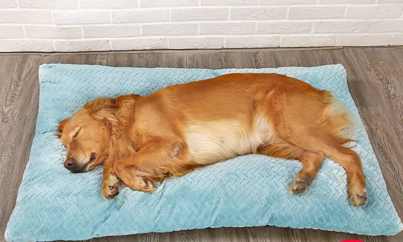Cama larga y cálida de felpa para perro con base acolchada🏡🐾