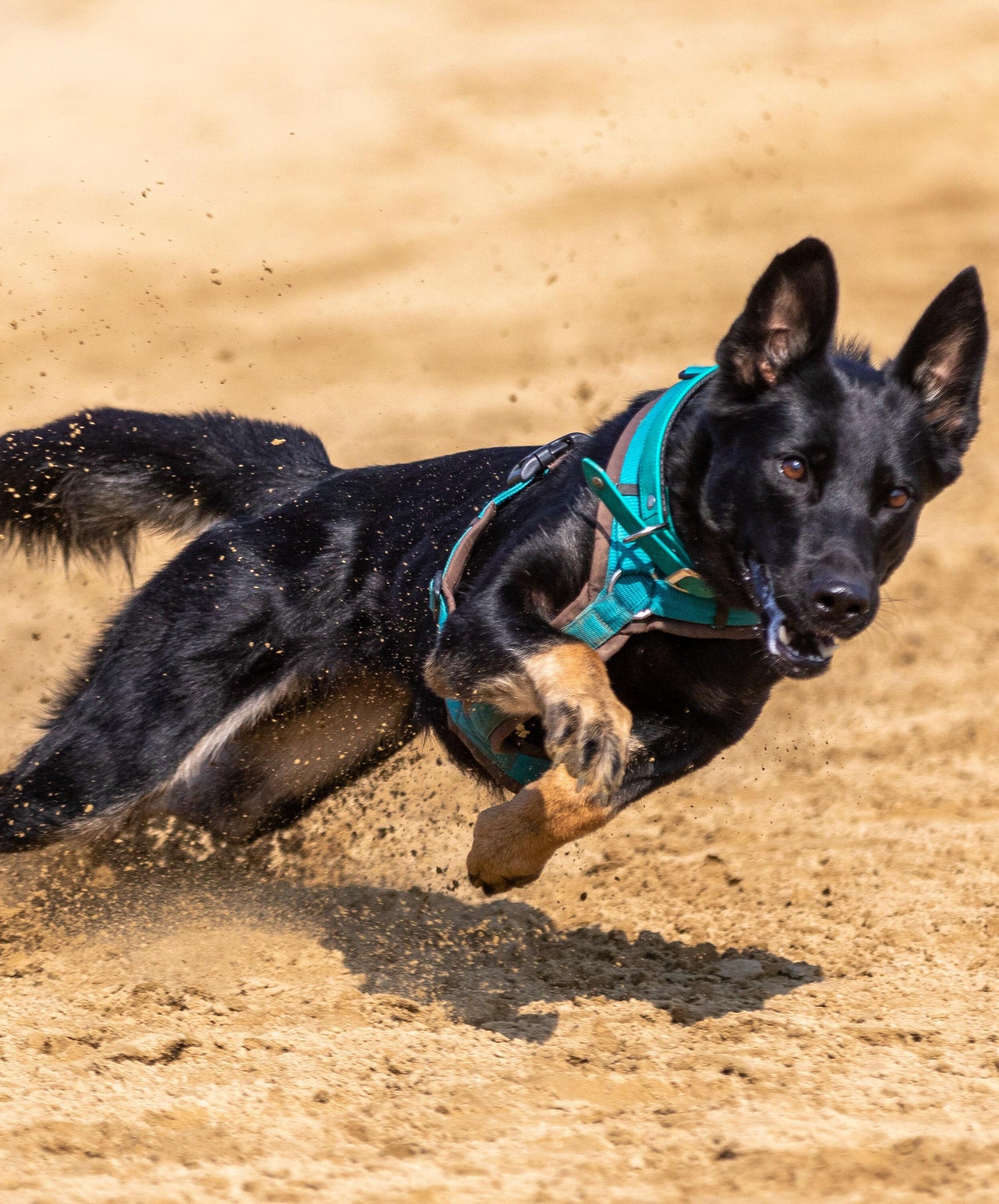 Educación y adiestramiento para perros.