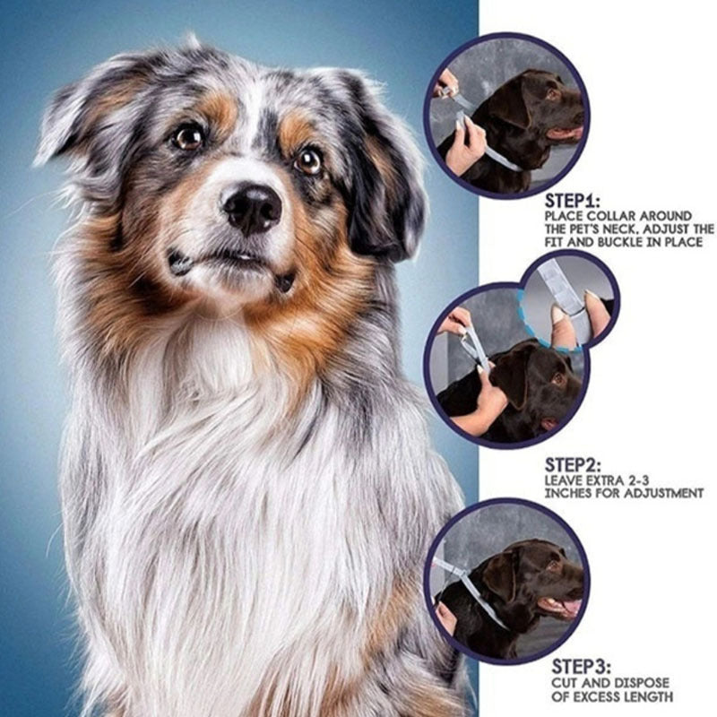 🐾 Collares Seresto al por Mayor – ¡Protección Antiparasitaria de Confianza!(compra mínima 5 unidades)
