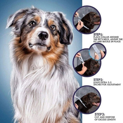 🐾 Collares Seresto al por Mayor – ¡Protección Antiparasitaria de Confianza!(compra mínima 5 unidades)