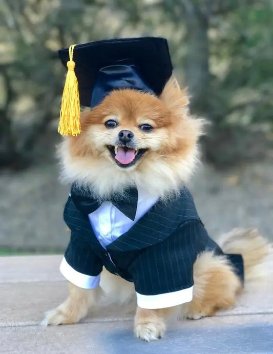 Birrete de Graduación Doctoral Personalizado para Perros con Borla🐶🐾