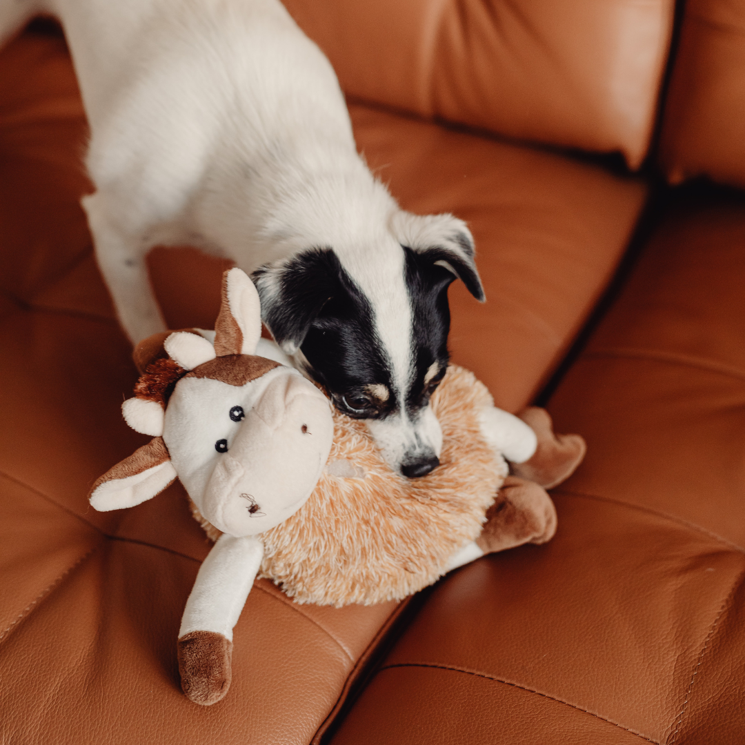 Spray Ambientador para hogares con perros