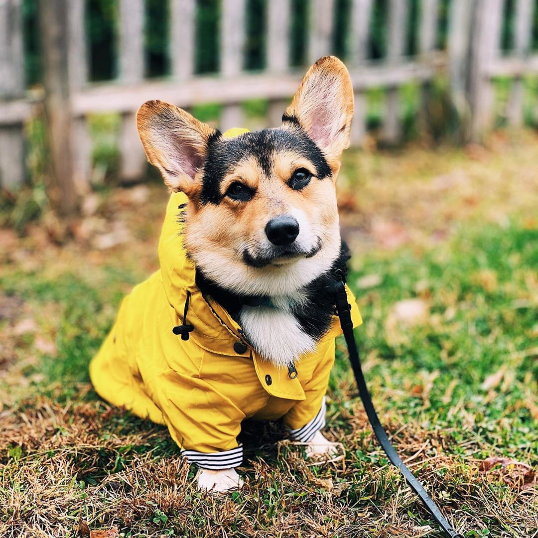 Impermeable acolchado para perro a prueba de viento estilo retro de la marca Tide🐶🐾