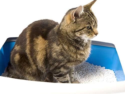 🍊 Biokat’s Vainilla &amp; Mandarina – Arena Aglomerante 10 kg