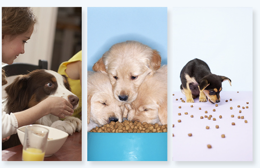 Comedero Redondo Antihormigas para Perros y Gatos 🐶🐱