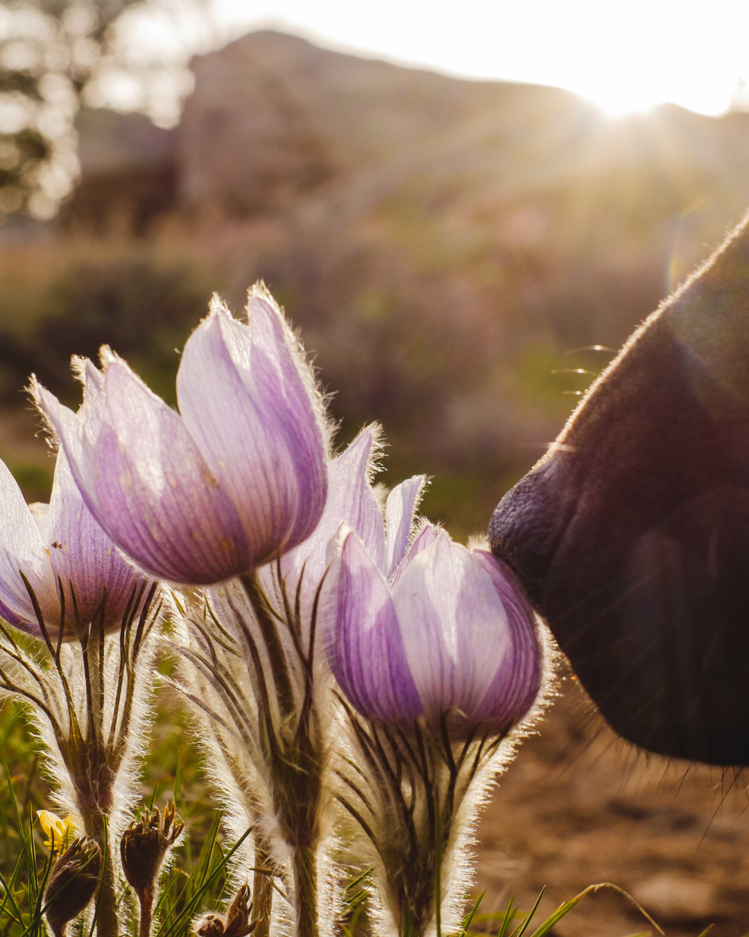 Bruma perfumada PARADISE DOG