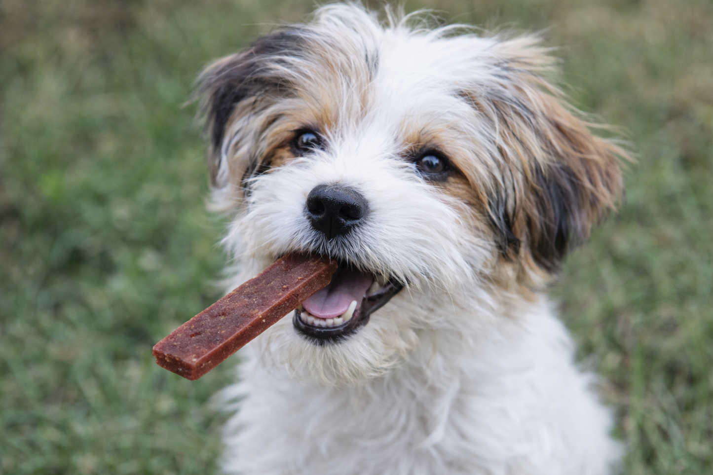 Mini Mister Dog – Láminas de Pollo