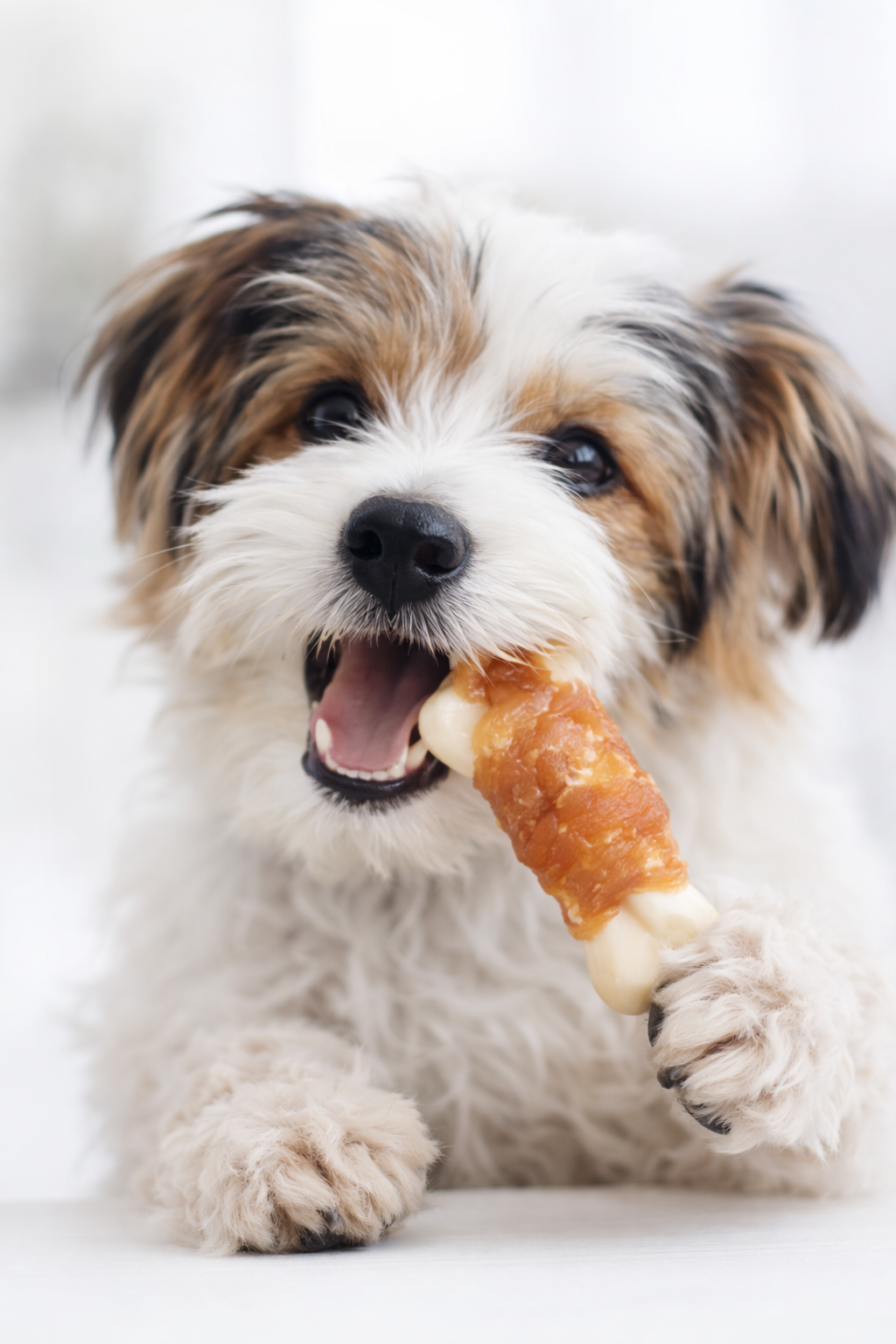 Mini Mister Dog – Huesos con Pollo +Calcio