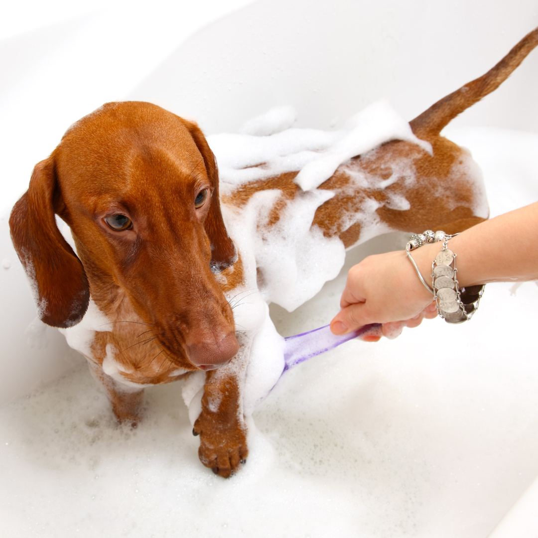 Champú pelo corto perros Teckel