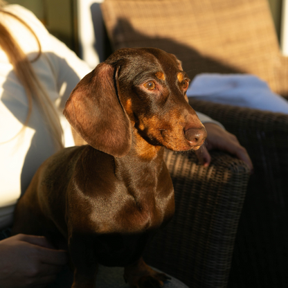 Champú pelo corto perros Teckel