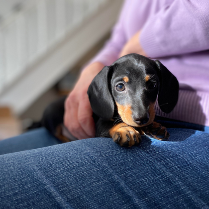 Champú pelo corto perros Teckel