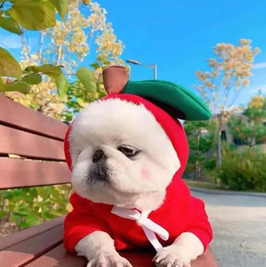 ✨ Sudadera  para Perros Pequeños ✨
