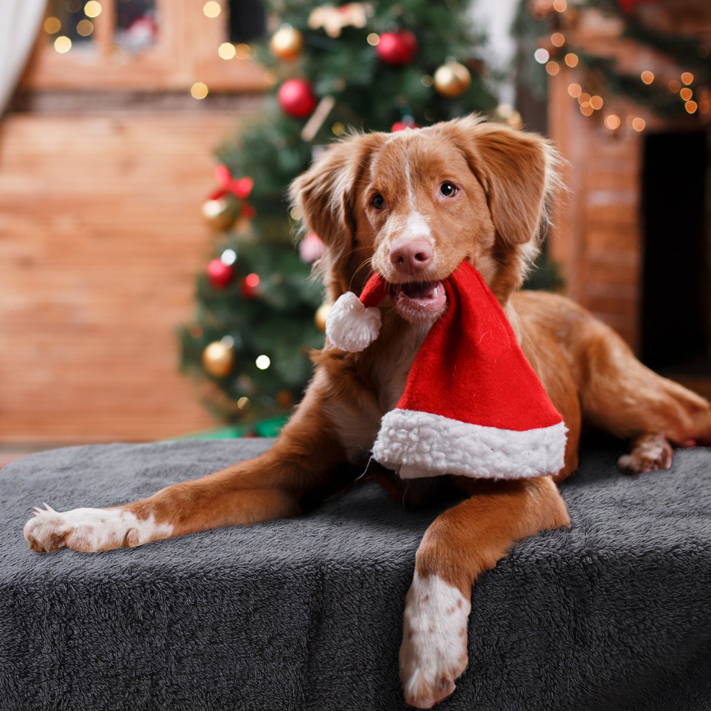 Nobleza Cool Grey 120X100 cm Manta de felpa suave para perros Gatos y otras mascotas Lavable con patrón de estampado de animales