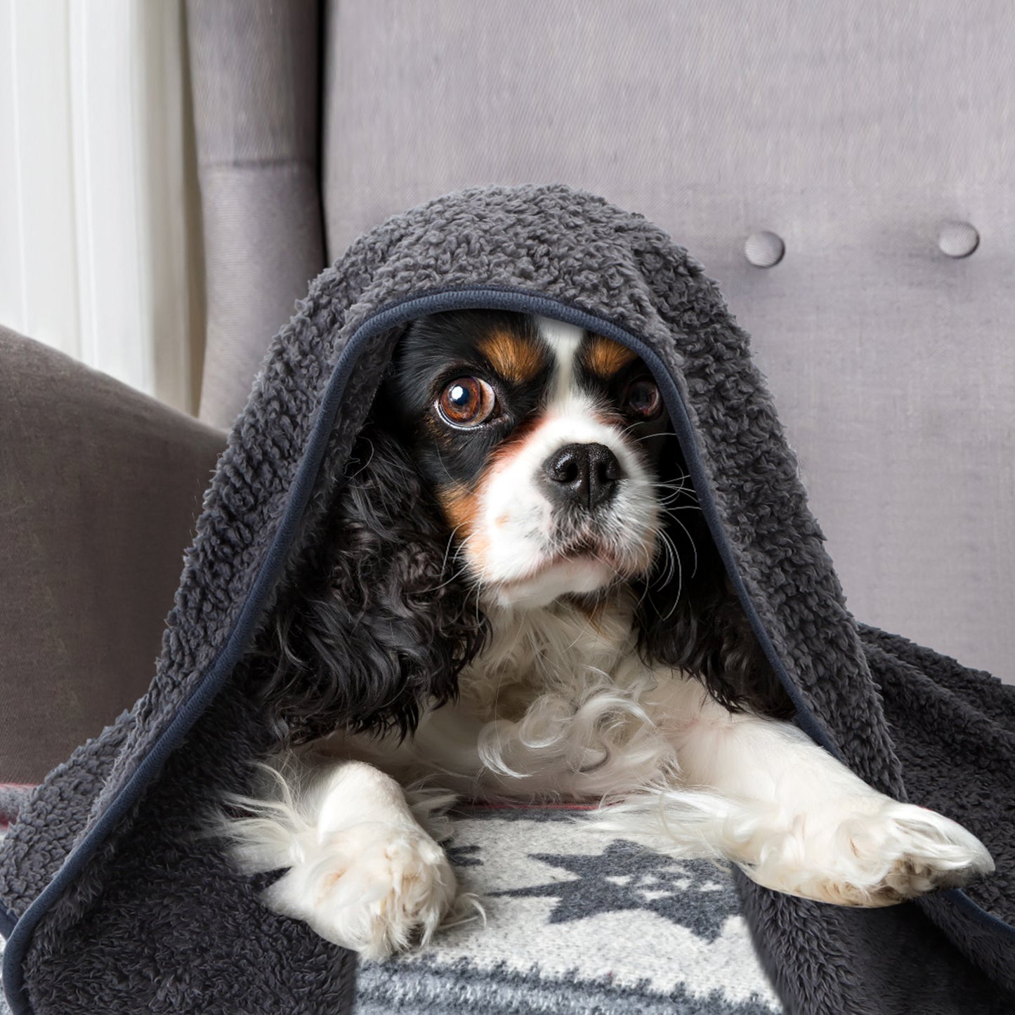 Nobleza Cool Grey 120X100 cm Manta de felpa suave para perros Gatos y otras mascotas Lavable con patrón de estampado de animales