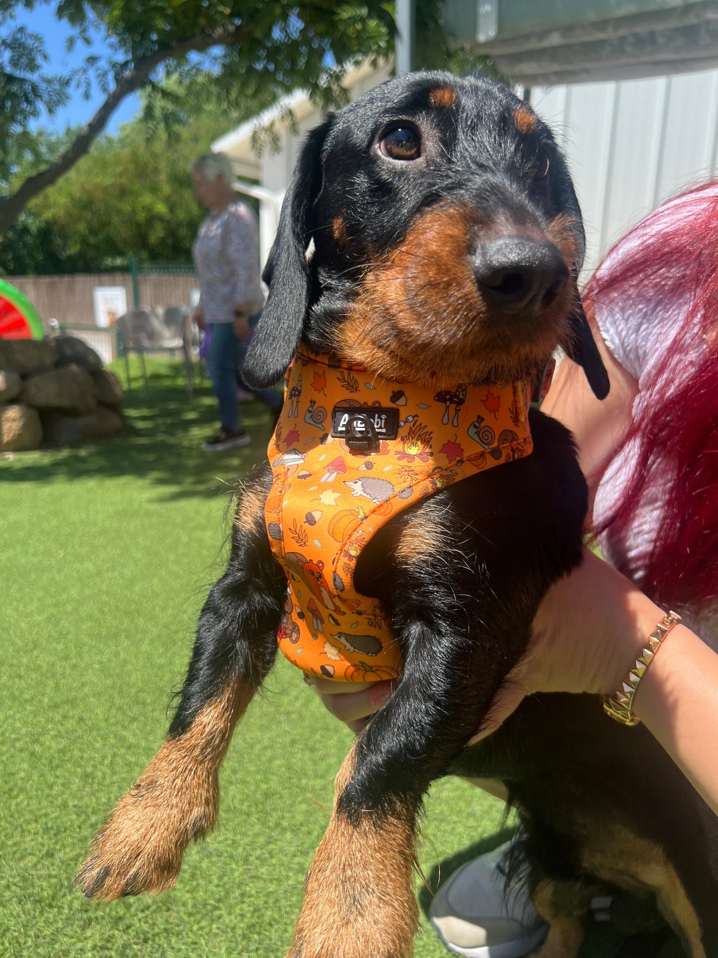 Arnés Ajustable Yosemite