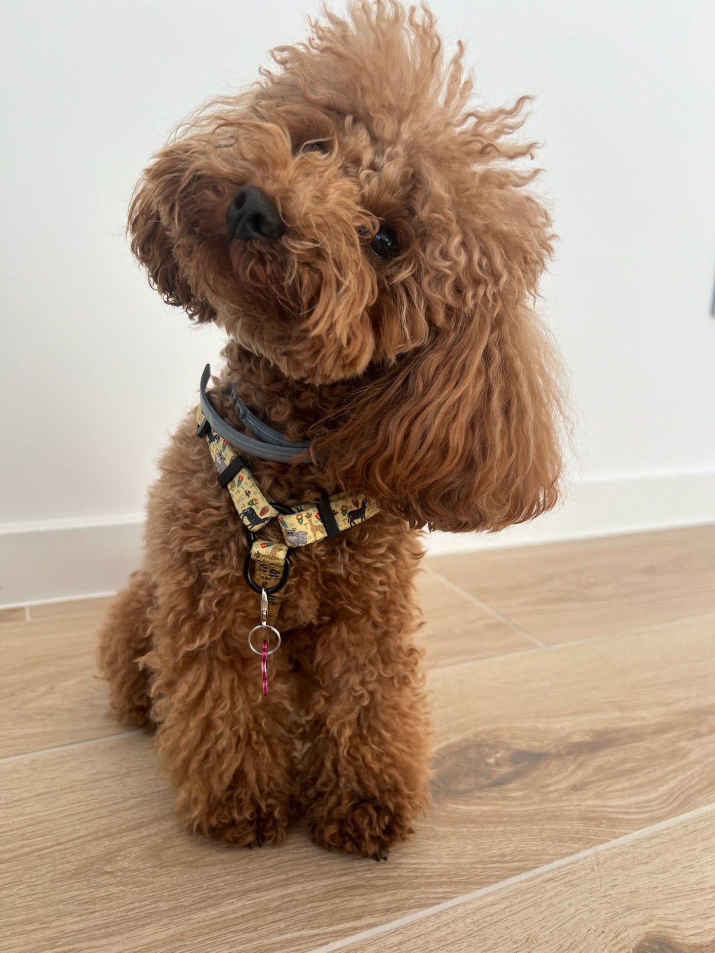 Arnés Clásico Ajustable Kenia