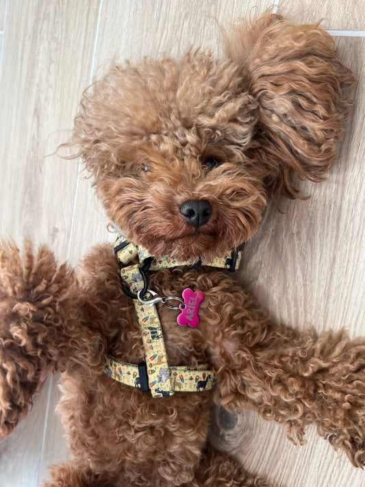 Arnés Clásico Ajustable Kenia