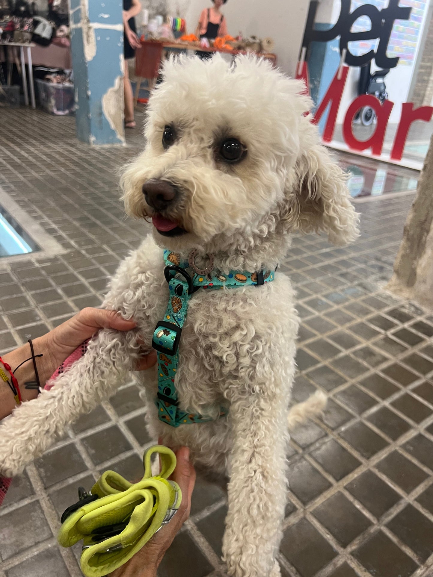 Arnés Clásico Ajustable Cookies