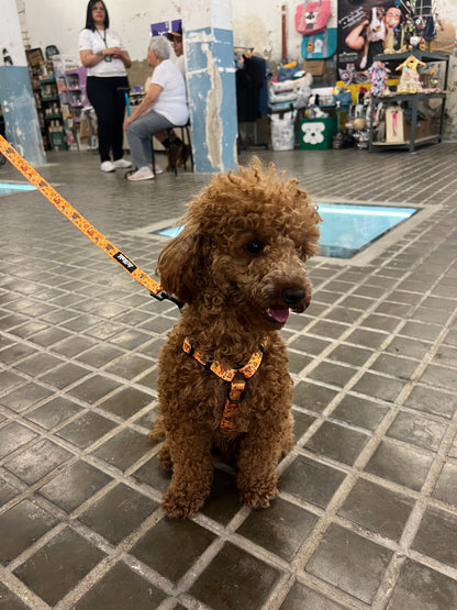 Arnés Clásico Ajustable Yosemite