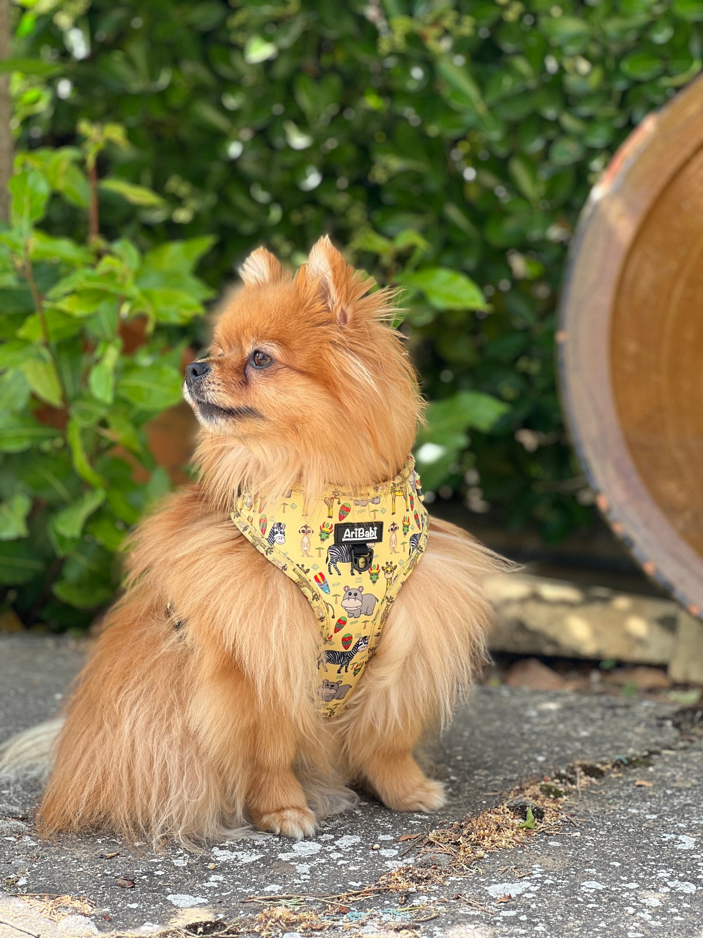 Arnés Ajustable Kenia