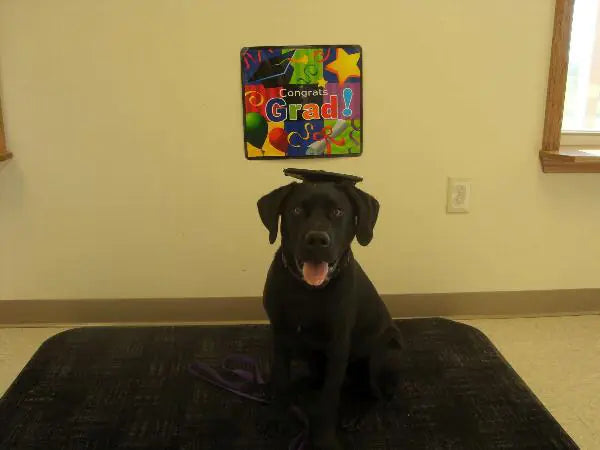 Birrete de Graduación Doctoral Personalizado para Perros con Borla🐶🐾