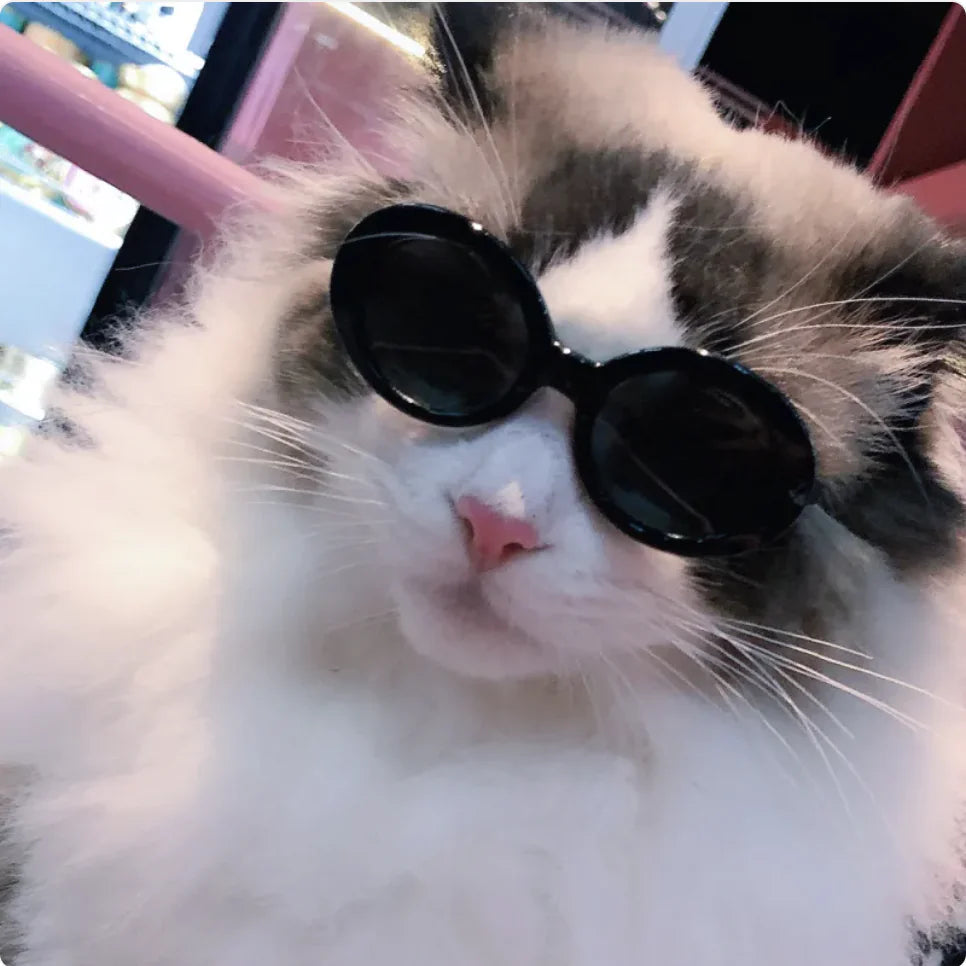 😎 Gafas de Sol Multicolor para Perros y Gatos