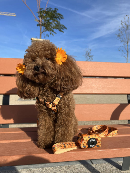 Arnés Clásico Ajustable Yosemite