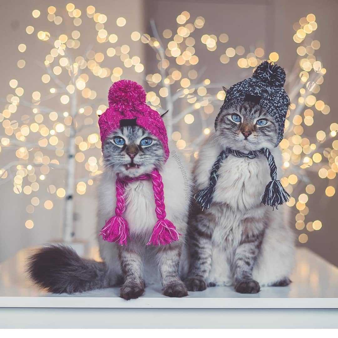 Gorro para perro esponjoso y a prueba de viento con tejido de punto😻🐶