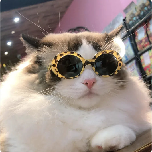 😎 Gafas de Sol Multicolor para Perros y Gatos