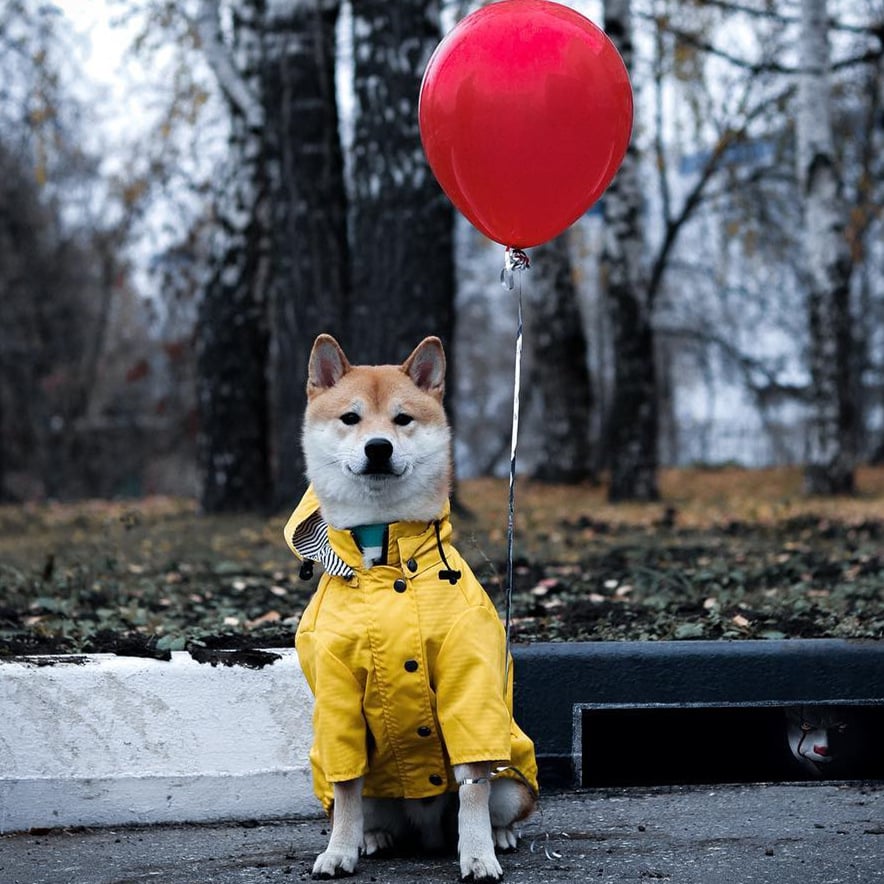Impermeable acolchado para perro a prueba de viento estilo retro de la marca Tide🐶🐾