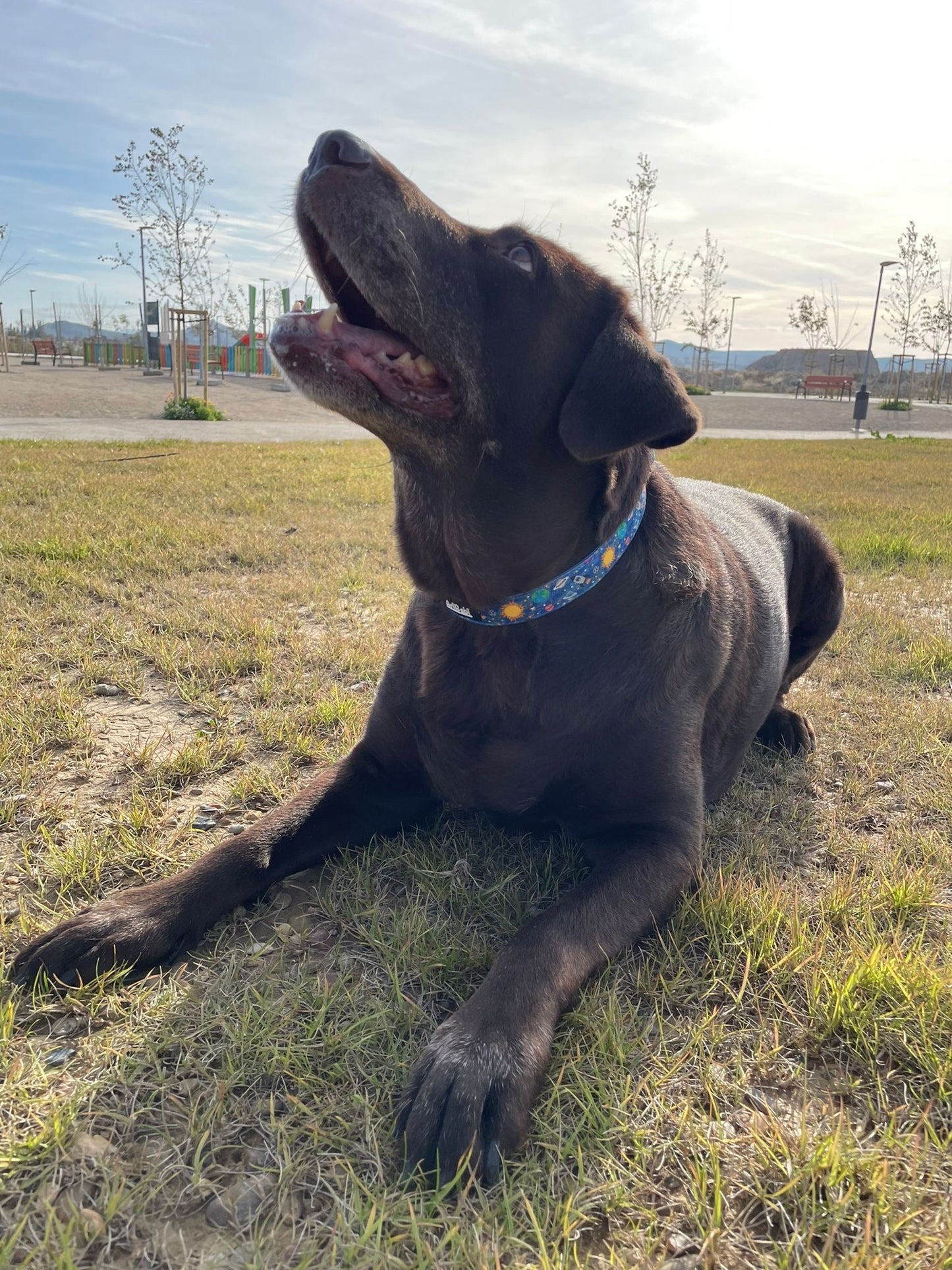 Collar Ajustable Laika