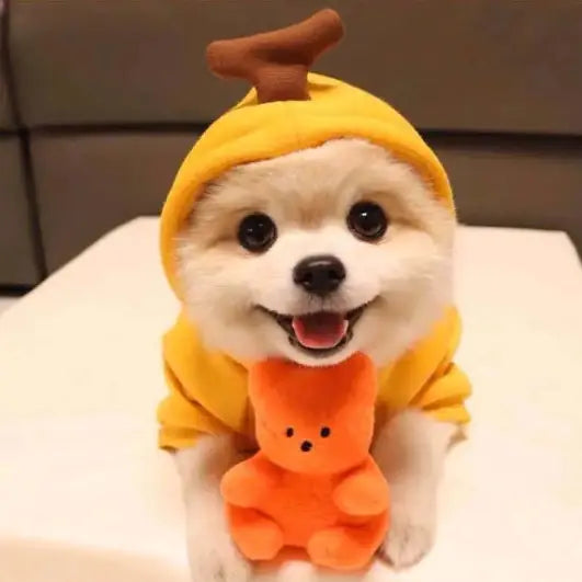 ✨ Sudadera  para Perros Pequeños ✨