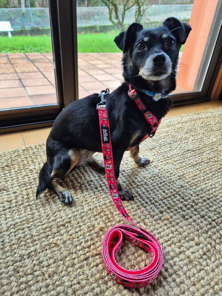 Arnés Clásico Ajustable Tokio