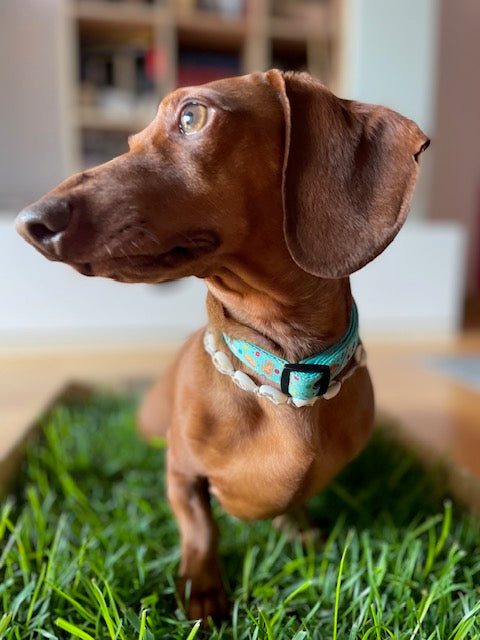 Collar Ajustable Cookies