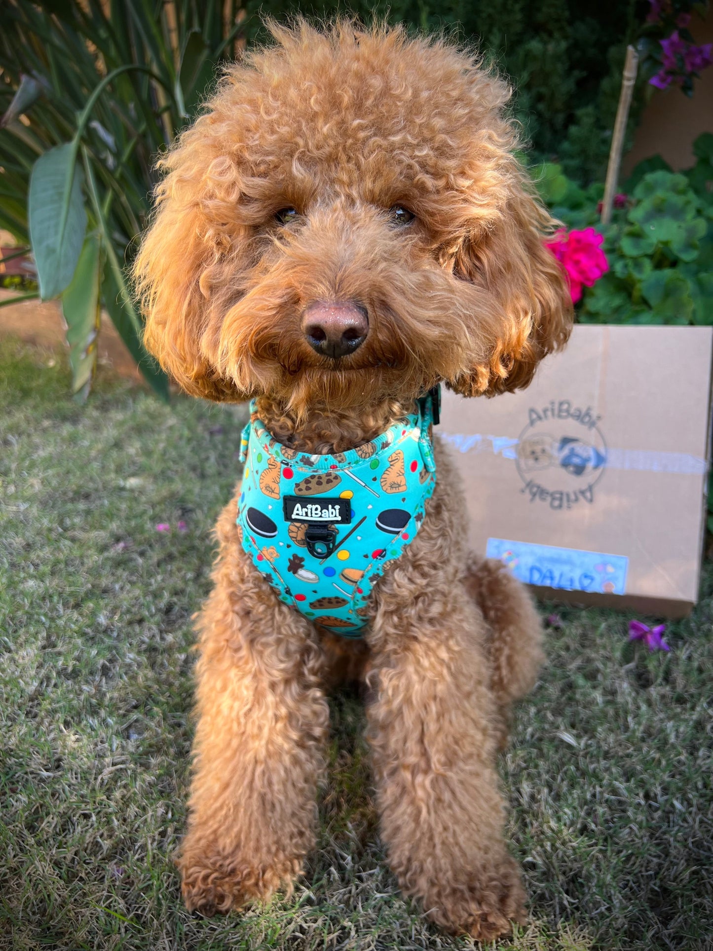 Arnés Ajustable Cookies