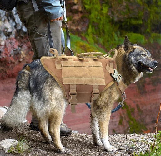 🐕‍🦺 Chaleco para Perro Grande con Correa y Mochila – Combo Completo para Malinois