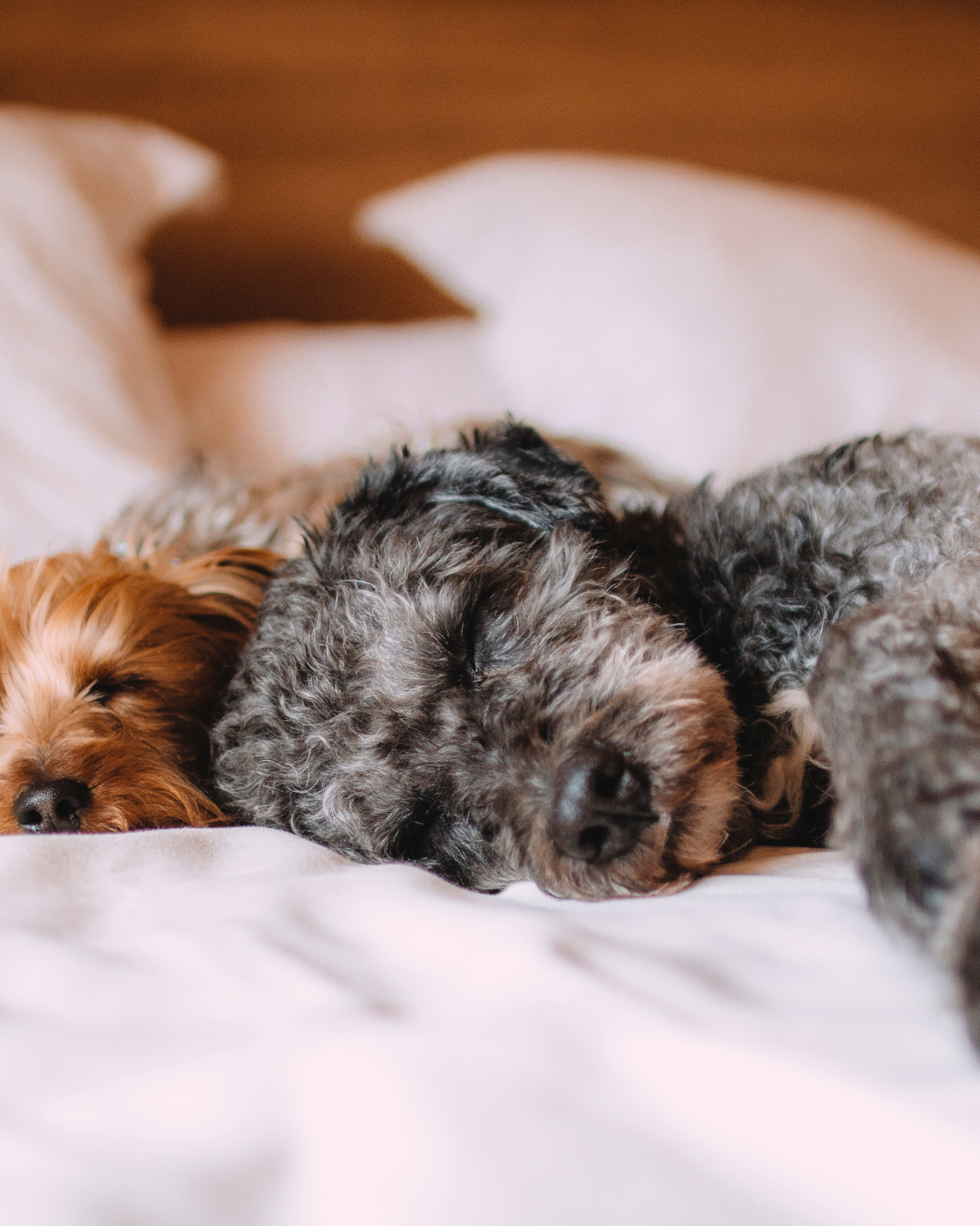 Bruma aroma Galleta "Dog Cookies"