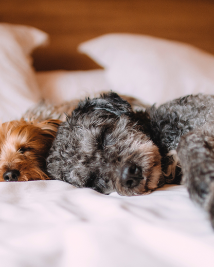 Bruma aroma Galleta "Dog Cookies"