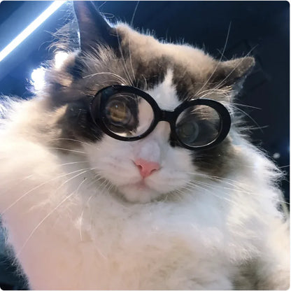 😎 Gafas de Sol Multicolor para Perros y Gatos
